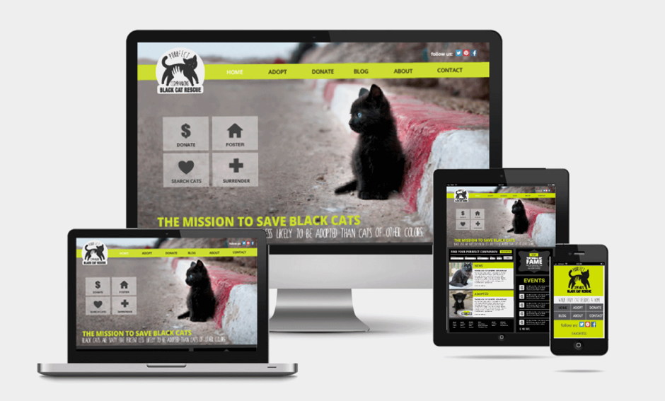 Purrfect Companions Black Cat Rescue